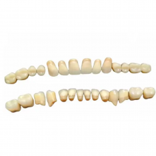 Teeth sets A3.5/37 Spofa Dental 28 pcs