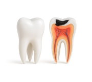 Pulp devitalization / Pulp extractors and root canals